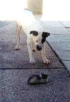 ���, ����� ���������� ������