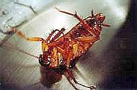 ���, ����� ���������� ������